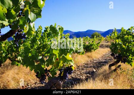 Close up of vine with ripe red grapes ready for harvest. Blue sky and mountains background. Provence, France Stock Photo
