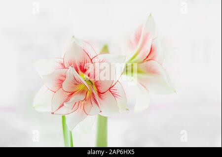 Terry pink and white Hippeastrum Pasadena on a light background. Close-up, Copy space. Stock Photo