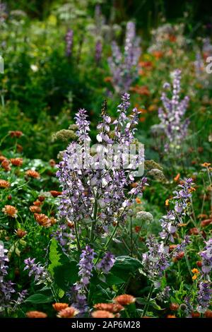 Salvia sclarea,clary,clary sage, biennial,short-lived herbaceous perennial,flowers,flowering,lilac,purple,RM Floral Stock Photo