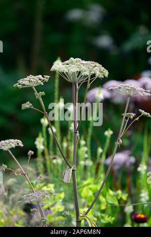 Selinum wallichianum,,umbellifer,mixed planting combination,ecletic mix,garden,gardens,RM Floral Stock Photo