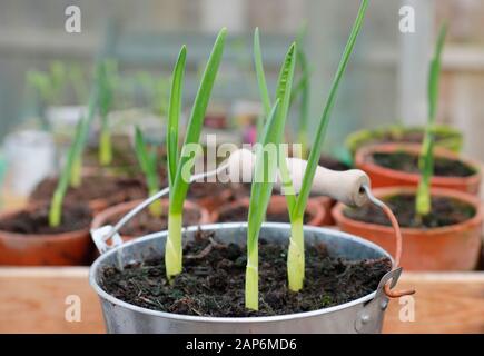 Allium sativum 'Lautrec Wight' garlic. Young container grown garlic plants overwintering in a cold frame. UK Stock Photo