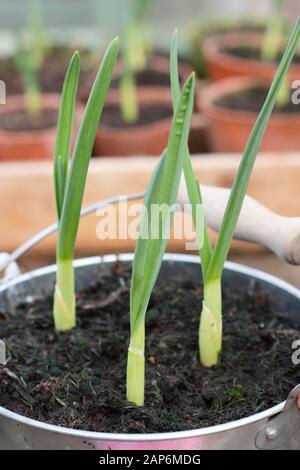 Allium sativum 'Lautrec Wight' garlic. Young container grown garlic plants overwintering in a cold frame. UK Stock Photo