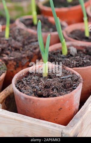 Allium sativum 'Lautrec Wight' garlic. Young autumn sown garlic plants in pots. UK Stock Photo