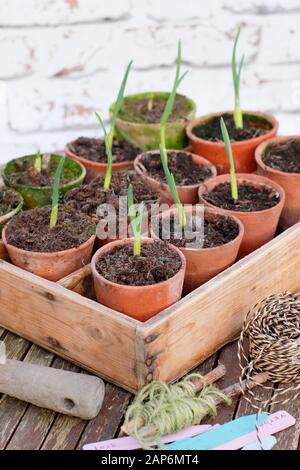 Allium sativum 'Lautrec Wight' garlic. Young autumn sown garlic plants in pots. UK Stock Photo