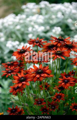 Rudbeckia hirta Sahara,anaphalis triplinervis sommerschnee,mixed planting combination,scheme,rudbeckias,RM Floral Stock Photo