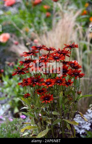 Rudbeckia hirta Sahara,stipa tenuissima,mixed planting combination,scheme,rudbeckias,RM Floral Stock Photo