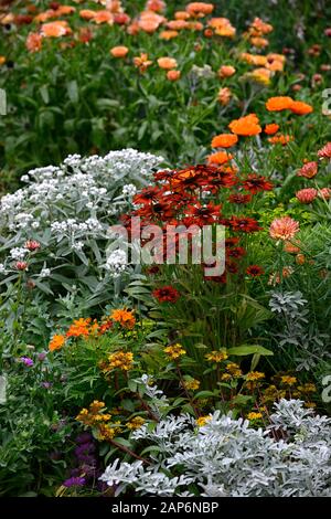 Rudbeckia hirta Sahara,anaphalis triplinervis sommerschnee,tagetes cinnabar,Calendula Zeolights,flowers,flowering,mixed border,Hunting Brook Gardens,J Stock Photo