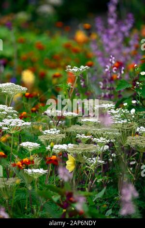 Selinum wallichianum,,umbellifer,mixed planting combination,ecletic mix,garden,gardens,RM Floral Stock Photo