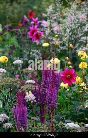 Dahlia seedling,astilbe chinensis var taquetii purpurlanze,pink,purple,single flowered dahlias,garden,gardens,RM Floral Stock Photo