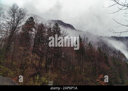 Beautiful mountain forest landscape with mist in trees Stock Photo