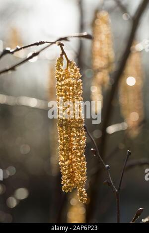 Male hazel catkins on a freezing morning in January 2020 growing along a public footpath. Gillingham Dorset England UK GB Stock Photo