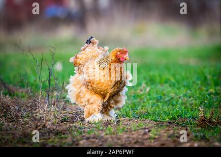 Brahma chicken searching for food Stock Photo