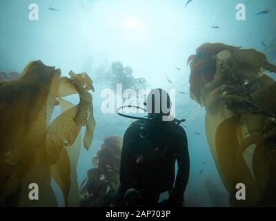 Diver taking selfie in the kelp forest in the Channel Islands, California, USA Stock Photo