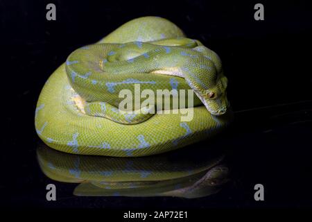Green Tree Python (Morelia viridis) sorong locality isolated on black background. Stock Photo