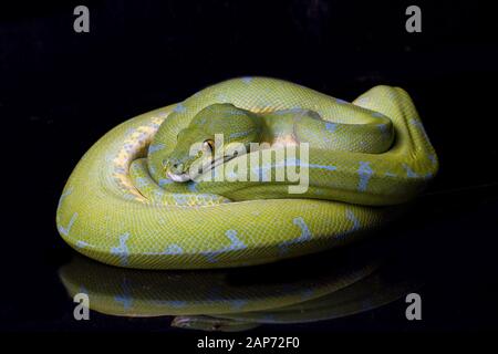Green Tree Python (Morelia viridis) sorong locality isolated on black background. Stock Photo