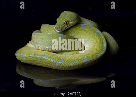 Green Tree Python (Morelia viridis) sorong locality isolated on black background. Stock Photo