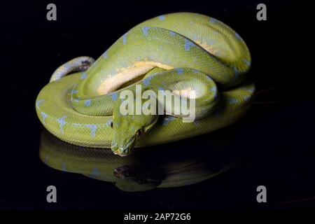 Green Tree Python (Morelia viridis) sorong locality isolated on black background. Stock Photo