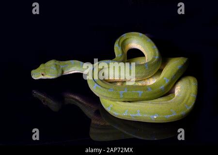 Green Tree Python (Morelia viridis) sorong locality isolated on black background. Stock Photo