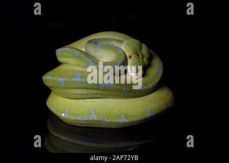 Green Tree Python (Morelia viridis) sorong locality isolated on black background. Stock Photo