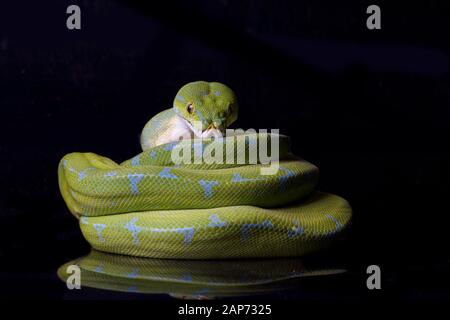 Green Tree Python (Morelia viridis) sorong locality isolated on black background. Stock Photo