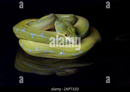 Green Tree Python (Morelia viridis) sorong locality isolated on black background. Stock Photo