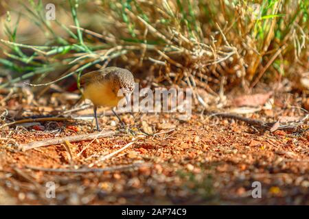 The brown thornbill, Acanthiza pusilla, a passerine bird, resting on the ground in the undergrowth. Desert Park at Alice Springs, MacDonnell Ranges in Stock Photo