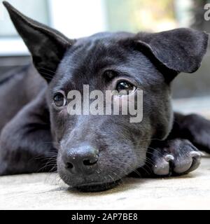 A Black Thai Ridgeback Puppy Stock Photo