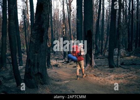 Man Backpacking Through Burnt Forest with Light Beam Stock Photo