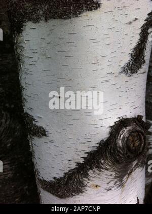Close up of birch tree bark. Stock Photo