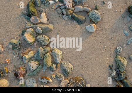 Coral and rocks on sandy beach, Grand Cayman Island Stock Photo