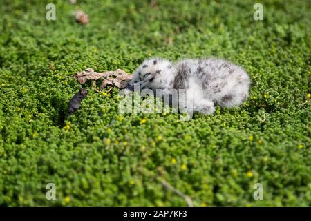 A baby bird sleeps in a nest of green moss. Stock Photo