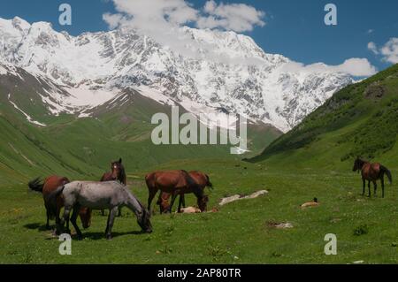 Horses grazing above Ushguli, Europe's highest permanently-inhabited village, in the Svaneti region of the Caucasian republic of Georgia Stock Photo