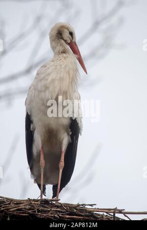 Bern, Germany. 21st Jan, 2020. A stork stands on a nest. An unusually large number of storks spend the winter in northern Lower Saxony instead of flying south. Credit: Sina Schuldt/dpa/Alamy Live News Stock Photo