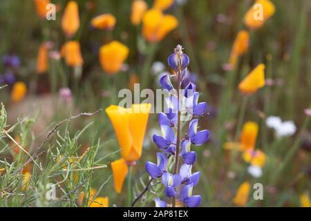 Bright orange vibrant vivid golden California poppies, seasonal spring native plants, wildflower in bloom close up purple lupine and poppy Stock Photo