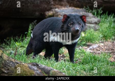 Tasmanian Devil in woodland environment Stock Photo