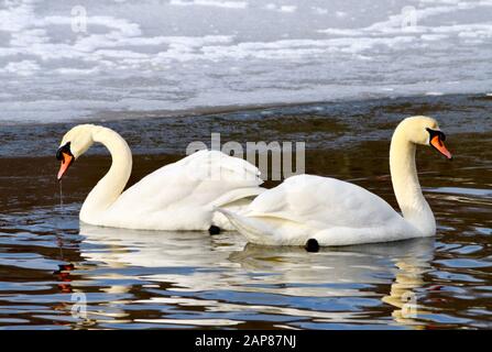 Two white swans swimming by each other in an icy lake. (Cygnus olor) Stock Photo