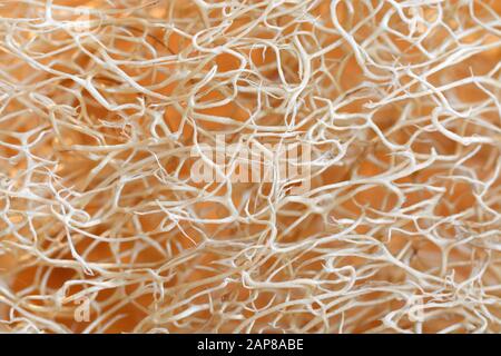 Background texture of the fibers from a dried luffa gourd Stock Photo
