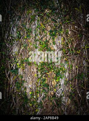 Natural vine covered wall background texture with vertical framing Stock Photo