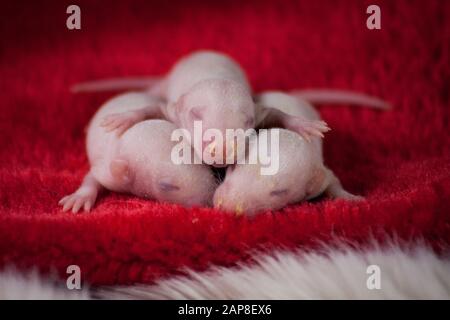Baby rats are newborns. on the red santa hat. A family of rodents sleeping in an embrace. hugging animals. 2020 symbol of the Chinese calendar. Stock Photo