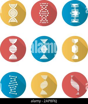 DNA spirals flat design long shadow glyph icons set. Deoxyribonucleic, nucleic acid helix. Spiraling strands. Chromosome. Molecular biology. Genetic c Stock Vector