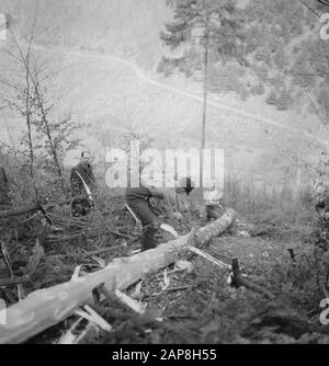 forestry, workers, tools, spectators Date: undated Keywords: workers, forestry, tools, spectators Stock Photo