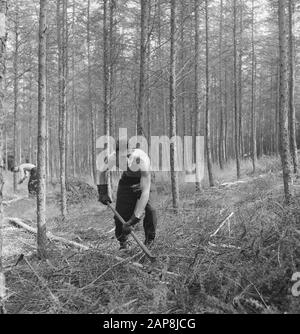 forestry, workers, work, tools Date: undated Keywords: workers, forestry, tools, work Stock Photo