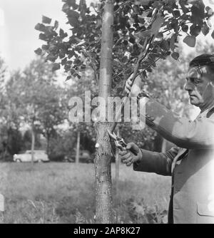 trees, workers, tools, pruning, pruning Date: undated Keywords: workers, trees, tools, pruning Personal name: pruning shears Stock Photo