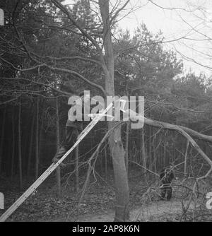 forestry, workers, tools, ladders Date: undated Keywords: workers, woodworking, tools, ladders Stock Photo