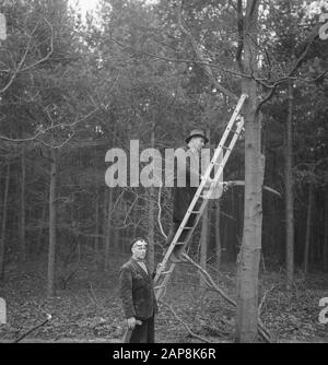 forestry, workers, tools, ladders Date: undated Keywords: workers, woodworking, tools, ladders Stock Photo