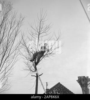 workers, trees, ladders, tools Date: undated Keywords: workers, trees, tools, ladders Stock Photo