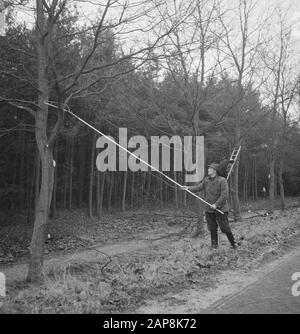 trees, workers, tools, ladders Date: undated Keywords: workers, trees, tools, ladders Stock Photo