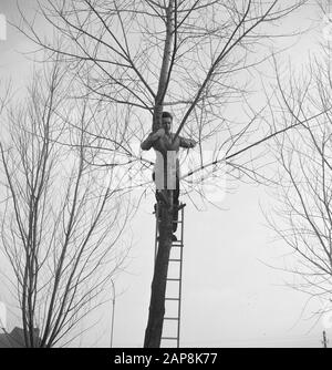 workers, trees, ladders Date: undated Keywords: workers, trees, ladders Stock Photo