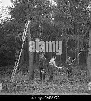 forestry, workers, tools, ladders Date: undated Keywords: workers, woodworking, tools, ladders Stock Photo