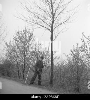 trees, tools, workers Date: undated Keywords: workers, trees, tools Stock Photo